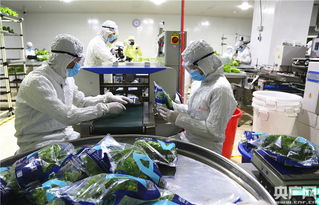 中央媒體探秘全球最大植物工廠，解鎖新興光生物產業的生物技術密碼